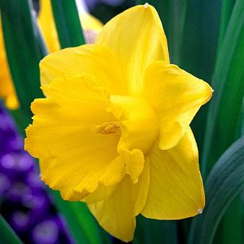 Нарцисс крупнокорончатый Карлтон