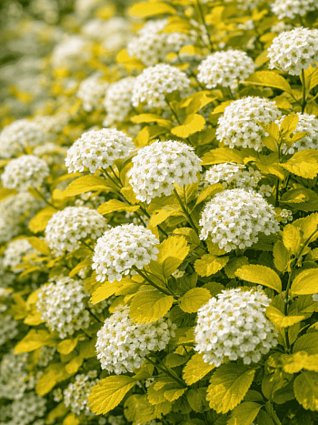 Спирея березолистная Tor Gold