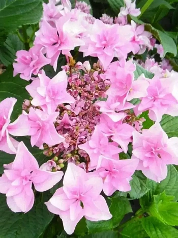 Гортензия крупнолистная Doppio Rosa