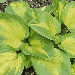 Хоста Enchiladas