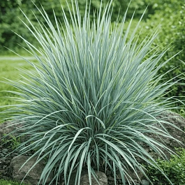 Элимус песчаный