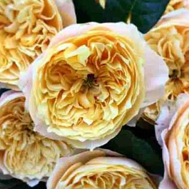 Роза чайно-гибридная Vuvuzela Lime