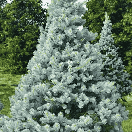 Ель колючая  Hoto