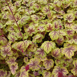 Гейхера гибридная Ван Гог Гейхера гибридная Ван Гог