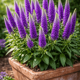 Вероника колосистая Ulster Dwarf Blue