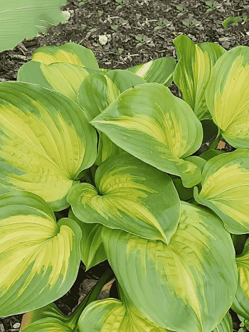 Хоста Enchiladas