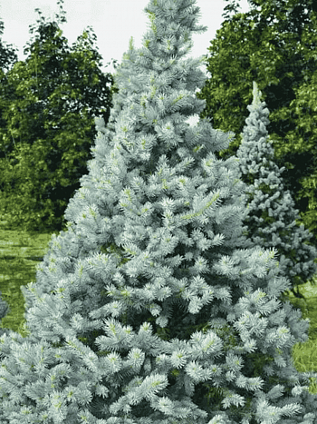 Ель колючая  Hoto