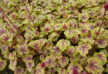 Гейхера гибридная Ван Гог