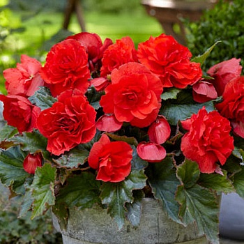 Бегония Клубневая Cascade Odorosa Red Sunset