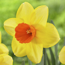 Нарцисс крупнокорончатый Ред Дэвон