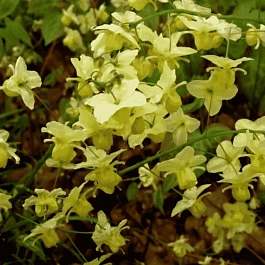 Горянка разноцветная Sulphureum