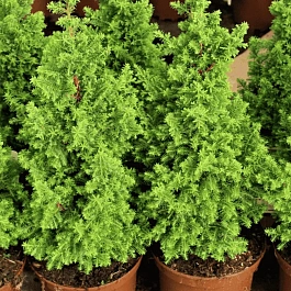 Кипарисовик туевидный Top Point