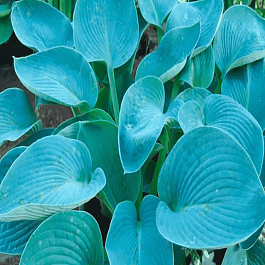 Хоста Buckshaw Blue