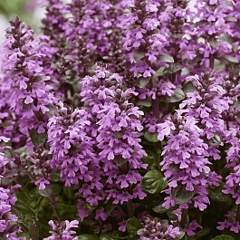 Живучка ползучая Midnight Mystery