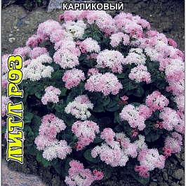 Агератум карликовый Литл Роз