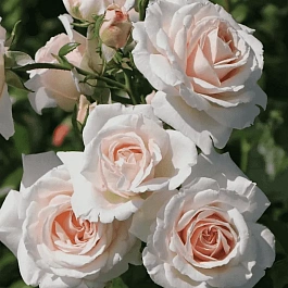 Роза Плетистая Penny Lane