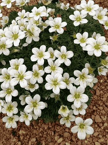 Камнеломка Арендса Carpet White