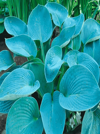 Хоста Buckshaw Blue