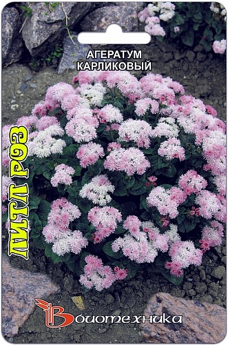 Агератум карликовый Литл Роз