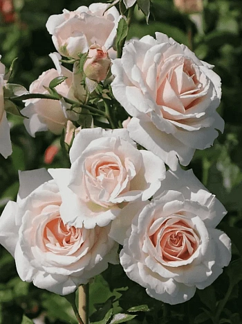 Роза Плетистая Penny Lane