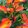 Калла Orange Pride
