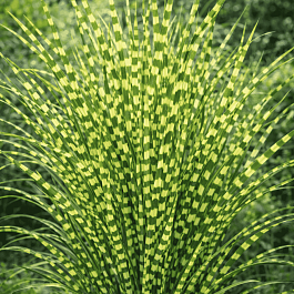 Мискантус китайский 'Gold Bar'