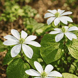 Джефферсония двулистная