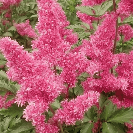 Астильба японская Bonn