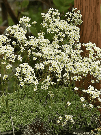 Камнеломка метельчатая