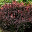 Барбарис Тунберга Atropurpurea