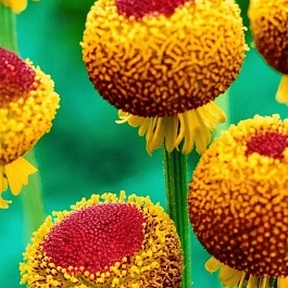 Гелениум осенний Lollipop