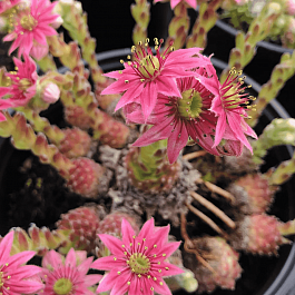 Молодило паутинистое Ordensstern