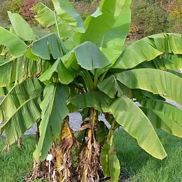 Банан японский  basjoo