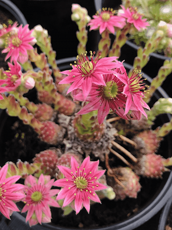 Молодило паутинистое Ordensstern