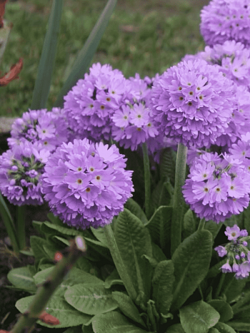 Примула мелкозубчатая Prom Lilac