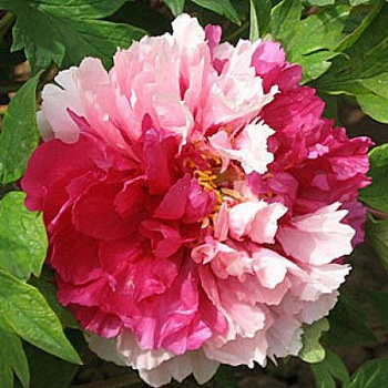 Пион древовидный Сестры Киао