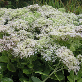 Седум видный Стардаст