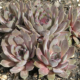 Молодило Юлия