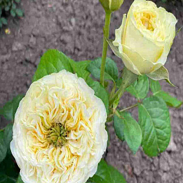 Роза чайно-гибридная Гайд Парк