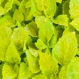 Колеус гибридный Fairway Yellow 