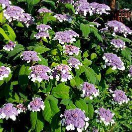 Гортензия шершавая Macrophylla