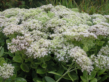 Седум видный Стардаст