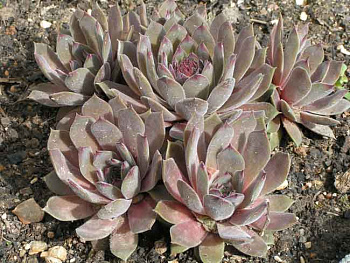 Молодило Юлия