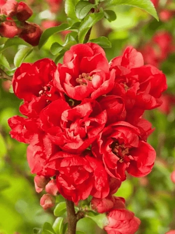 Айва японская Red Joy