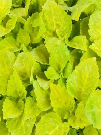 Колеус гибридный Fairway Yellow 
