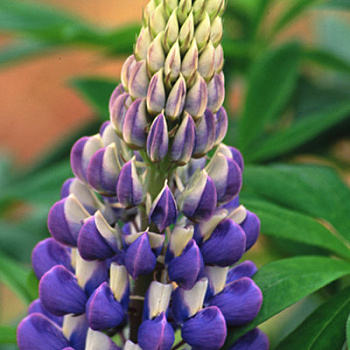 Люпин Люпини Блю Шейдес