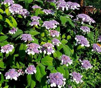 Гортензия шершавая Macrophylla