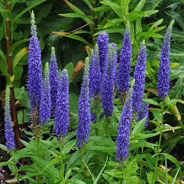 Вероника колосковая  Нана Блаутеппик