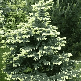 Ель колючая Bialobok