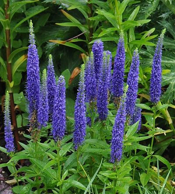 Вероника колосковая  Нана Блаутеппик